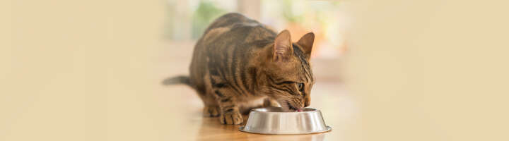 katzen trockenfutter kategorieeinstiegsbanner katzen trockenfutter kategorieeinstiegsbanner
